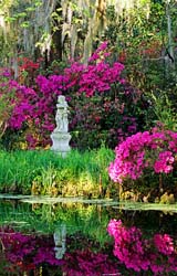 Magnolia-Gardens,-near-Charleston,-SC,-USA