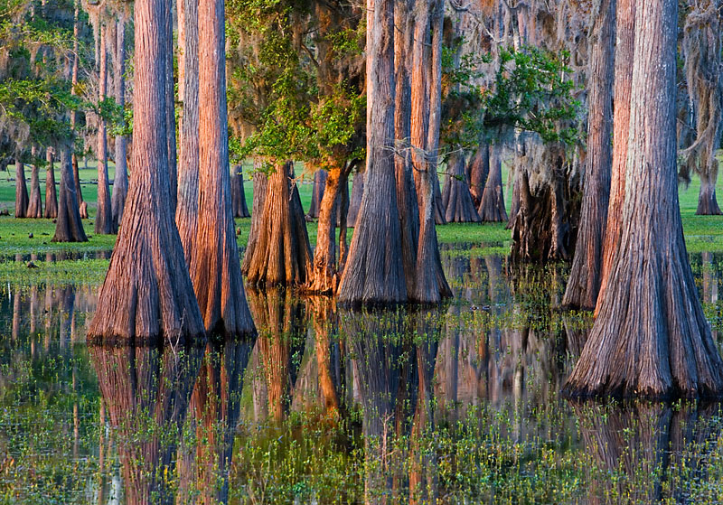 Cypress-Swamp-on-Cattle-Ranch,-near-Providence,-Florida,-USA