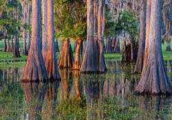 Cypress-Swamp-on-Cattle-Ranch,-near-Providence,-Florida,-USA