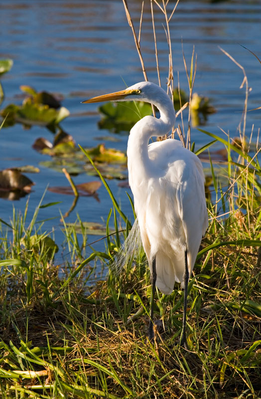 Great-Egret,-Anhinga-Overlook,-Everglades-NP,-Florida,-USA-