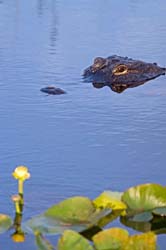 American-Alligator,-Anhinga-Overlook,-Everglades,-NP,-Florida